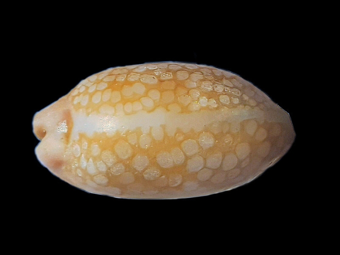 Mauritia scurria