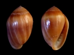 Melampus pfeifferianus