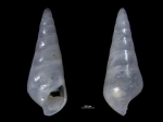 Melanella solidula