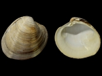 Mercenaria stimpsoni