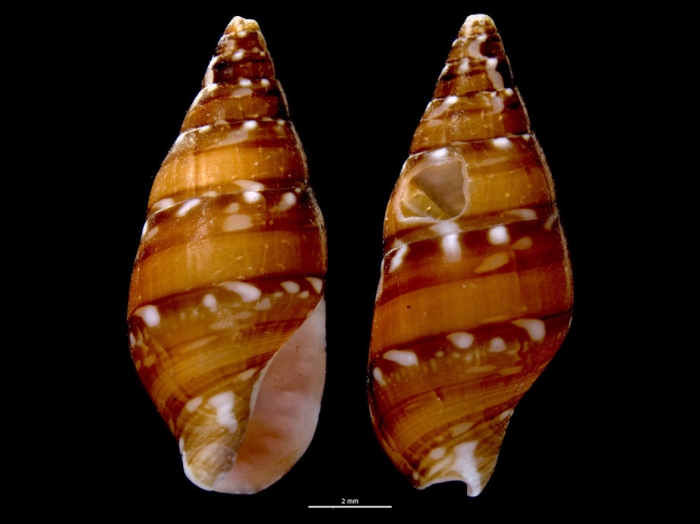 Mitrella bicincta Mitrella bicincta