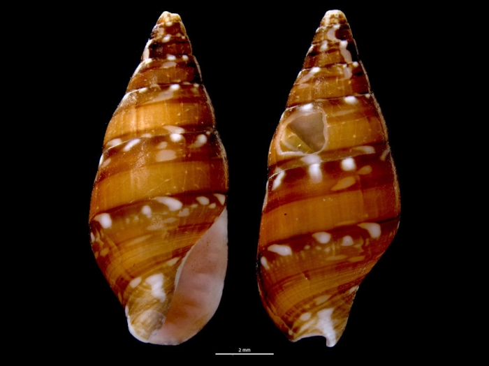 Mitrella bicincta