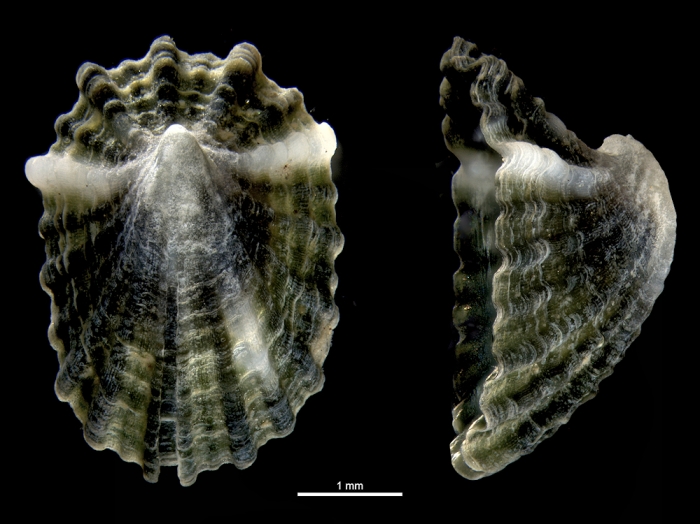 Montfortia picta Montfortia picta