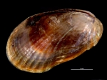 Musculus pusio