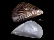 Mytilisepta keenae