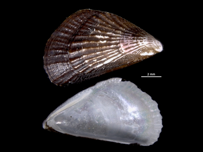 Mytilisepta keenae Mytilisepta keenae