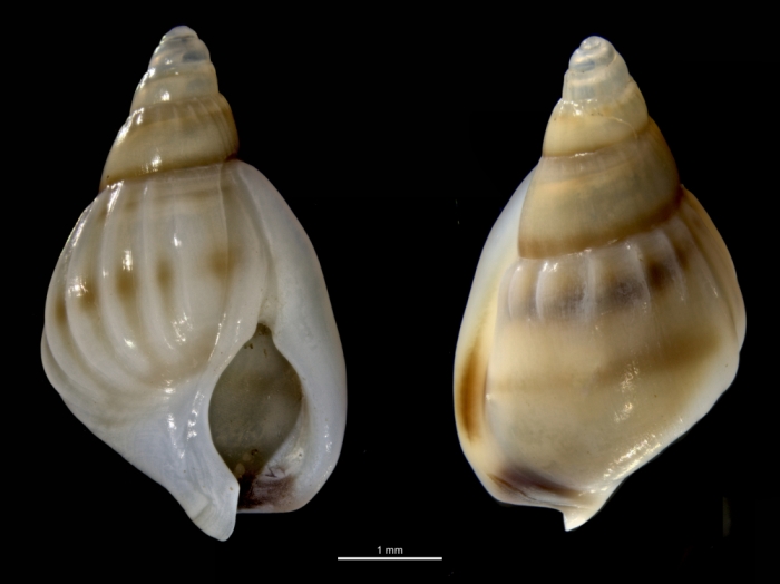 Naytia glabrata Naytia glabrata