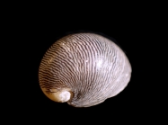 Neripteron mauriciae