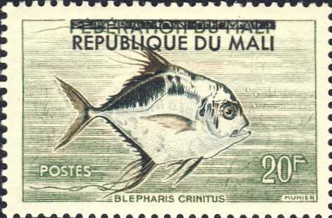 Blepharis crinitus Blepharis crinitus