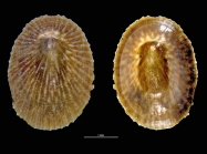 Nipponacmea schrenckii
