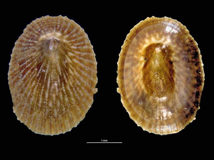 Nipponacmea schrenckii Nipponacmea schrenckii