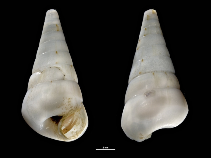 Niso chevreuxi