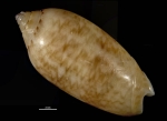Oliva flammulata