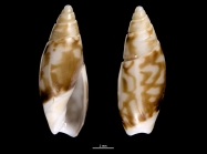 Olivella fulgurata