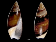Olivella fulgurata