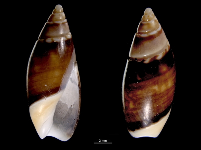 Olivella fulgurata Olivella fulgurata