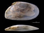 Oudardia coseli
