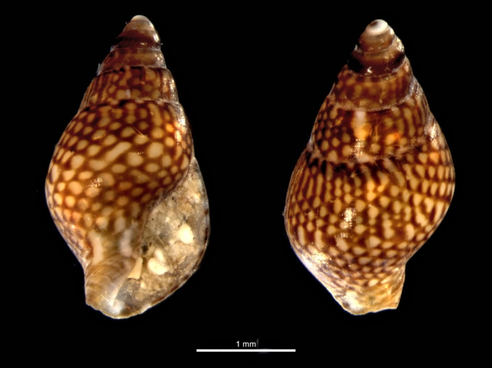 Pardalinops testudinaria Pardalinops testudinaria