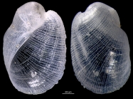 Philine orientalis
