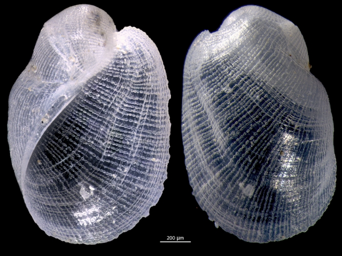 Philine orientalis Philine orientalis