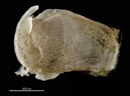 Pholadidea eborensis