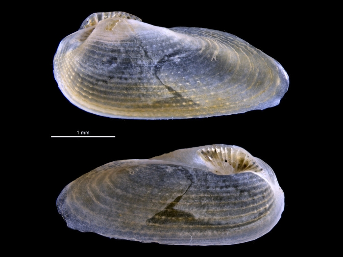 Pholas campechiensis Pholas campechiensis