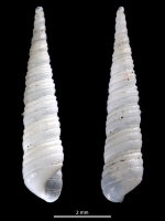 Pseudocingulina triarata