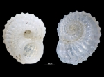 Pseudoliotia pulchella