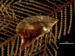 Pteria atlantica