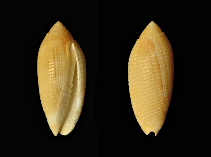Pterygia crenulata Pterygia crenulata