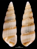Pyrgiscus aureocinctus 