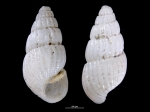 Pyrgulina pseudalveata
