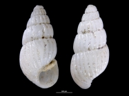 Pyrgulina pseudalveata
