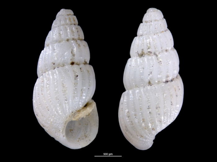 Pyrgulina pseudalveata Pyrgulina pseudalveata