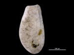 Pyrunculus hoernesii