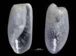 Retusa minima