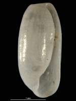 Retusa umbilicata