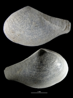 Rhinoclama tsugaruensis