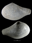 Rhinoclama tsugaruensis