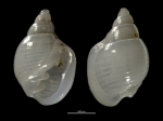 Ringicula congoensis