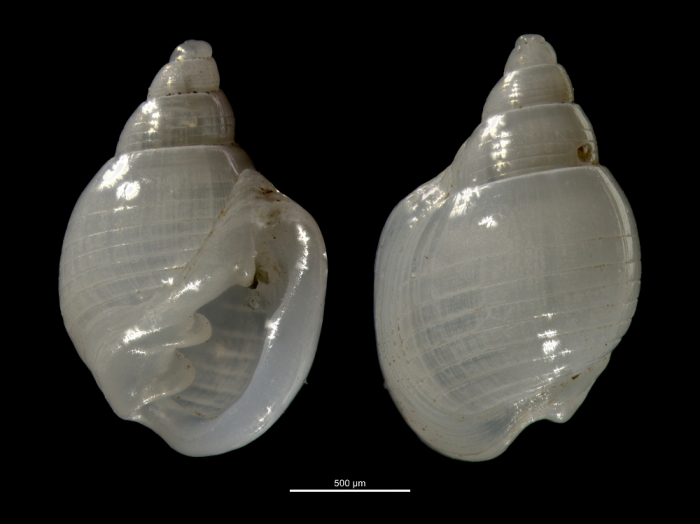 Ringicula congoensis Ringicula congoensis