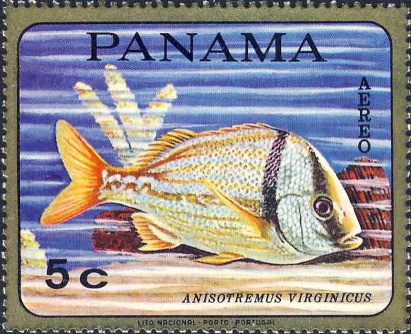Anisotremus virginicus Anisotremus virginicus