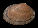 Ruditapes bruguieri