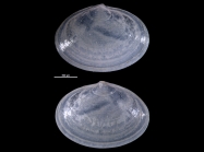 Scacchia zorni