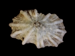 Siphonaria ferruginea