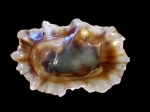 Siphonaria ferruginea
