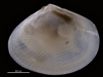 Strigilla splendida