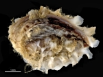 Striostrea denticulata