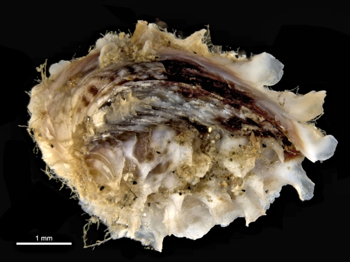 Striostrea denticulata Striostrea denticulata