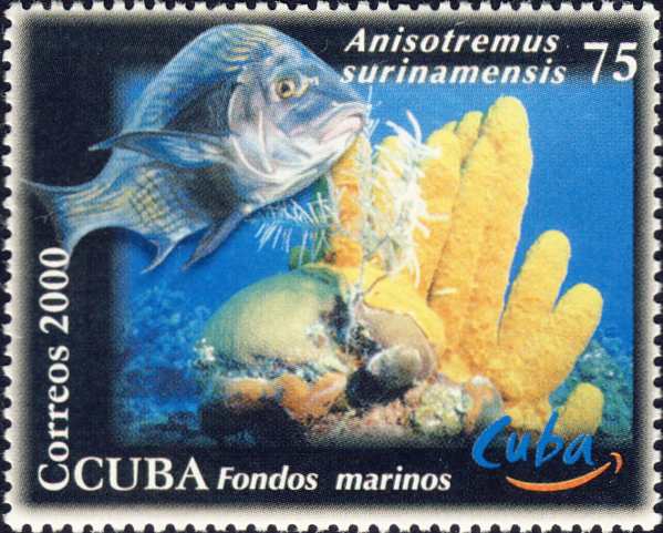 Anisotremus surinamensis Anisotremus surinamensis
